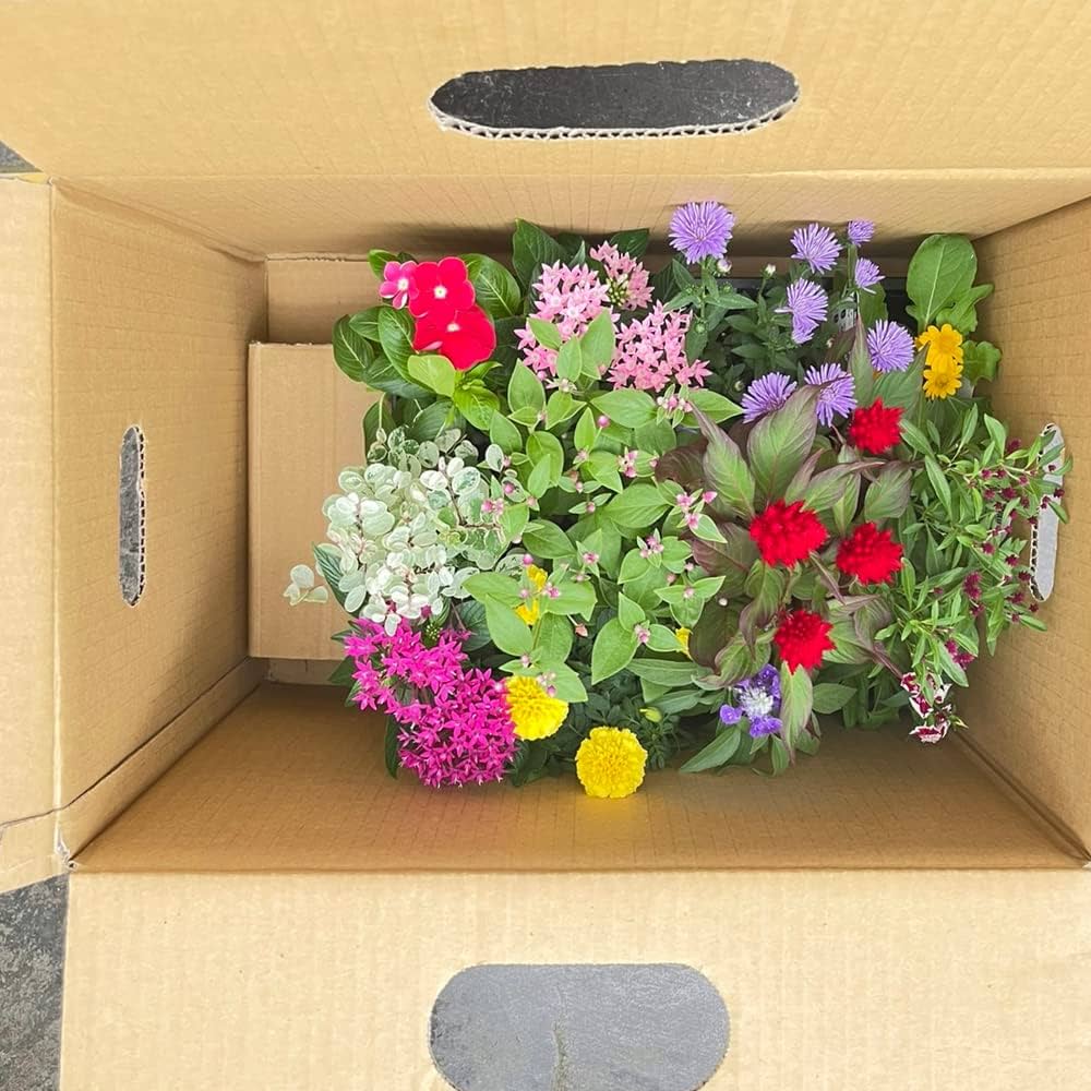 花＊花　３点セット Amazon.co.jp: (9月16日入荷) 季節の花苗（12苗セット) 8種類